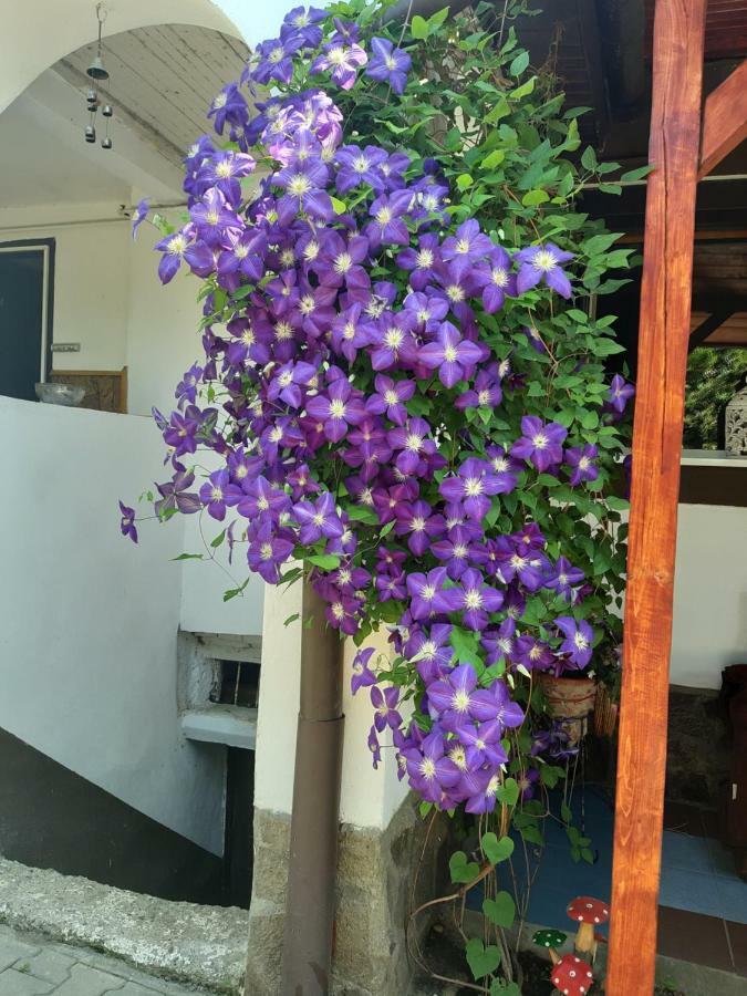 Legenda Anotimpurilor Villa Alma Ngoại thất bức ảnh